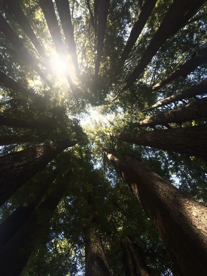 Looking up through redwoods toward the sun